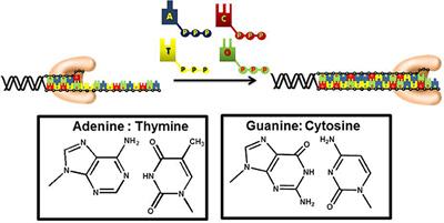 Inhibiting <mark class="highlighted">DNA Polymerases</mark> as a Therapeutic Intervention against Cancer
